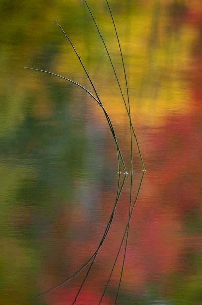 MI, Autumn foliage reflect on Thornton Lake